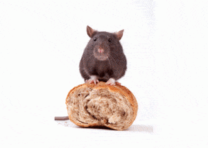 Underbygger forståelsen af, at rotter spiser menneskers mad
